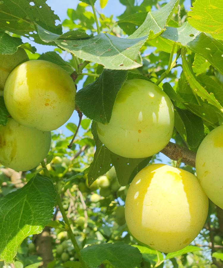 Mājas plūme 'Ulenas Renklode'