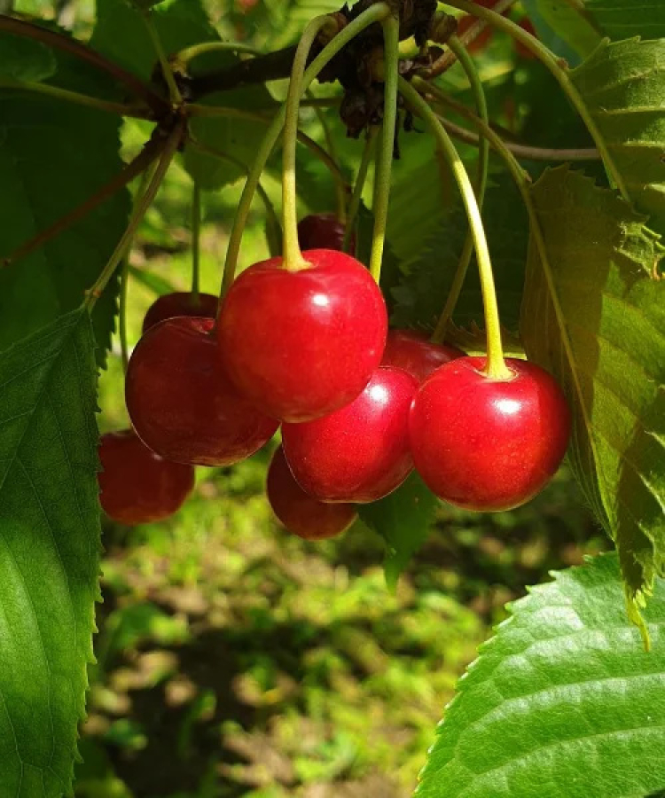 Šķirne izveidota Igaunijā. Pašneauglīga šķirne ar agru ziedēšanas laiku. Augļi nogatavojas agri, vidēja lieluma vai palieli, tumši sarkani, sulīgi, ar patīkamu, saldu garšu. Koku un ziedpumpuru ziemcietība laba. Pamatzari lielākoties veido platu atzarošanās leņķi, un koka vainags ir viegli veidojams. 
