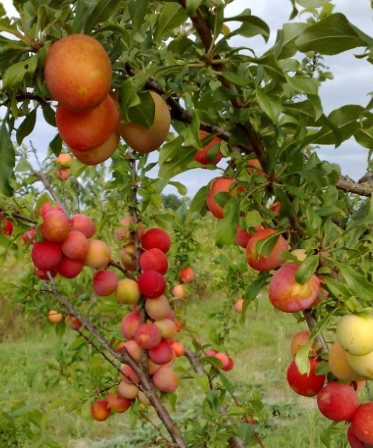 Hibrīdplūme (Prunus cerasifera)  Koks vidēji augsts. Augļi vidēji lieli dzelteni sarkani. Ienākšanās laiks: ļoti agri. 